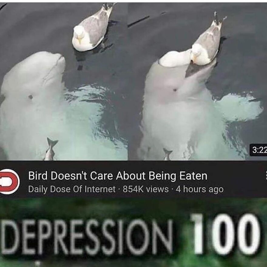 A beluga whale surfaces, seemingly swallowing a bird, from a funny bird meme video. Depression 100 text below.