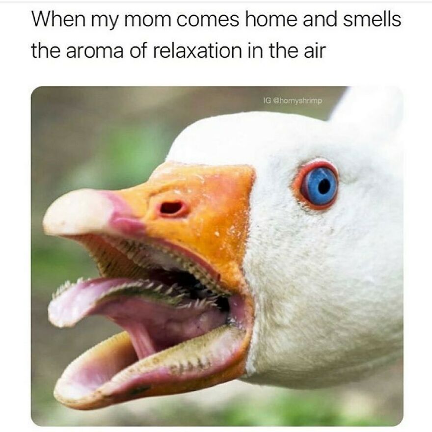 A funny bird meme featuring a goose with its mouth wide open, showing its bizarre internal mouth structures.