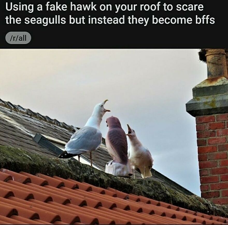Funny bird memes: Two seagulls and a fake hawk on a roof, appearing to sing together, showing unexpected friendship.