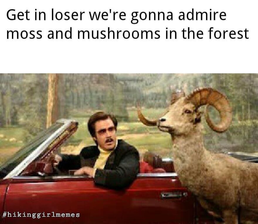 Man in a red convertible car talking to a ram outdoors, a funny camping and hiking meme about nature exploration.