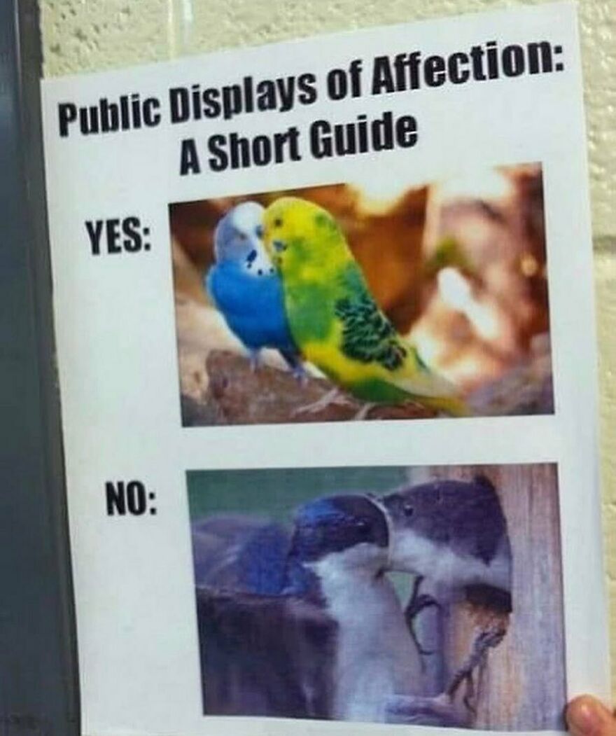 Funny bird memes guide on public displays of affection, showing two budgies as YES and two birds in a nest as NO.