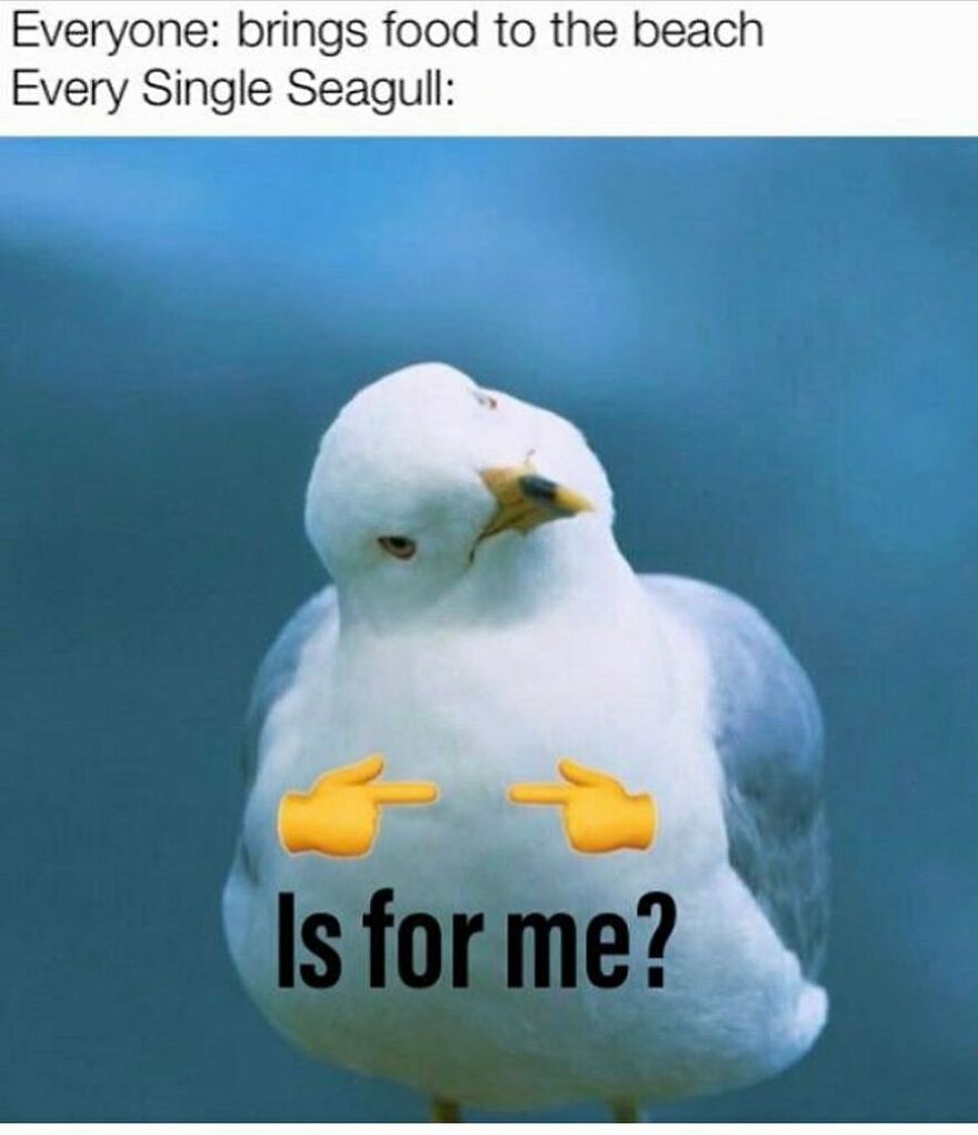 A funny bird meme featuring a seagull looking sideways, with finger emojis and "Is for me?" text. Ideal for bird memes.