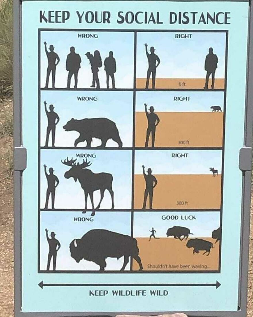 Camping and hiking memes showing proper social distance from wildlife including bears, moose, and bison for safety tips.