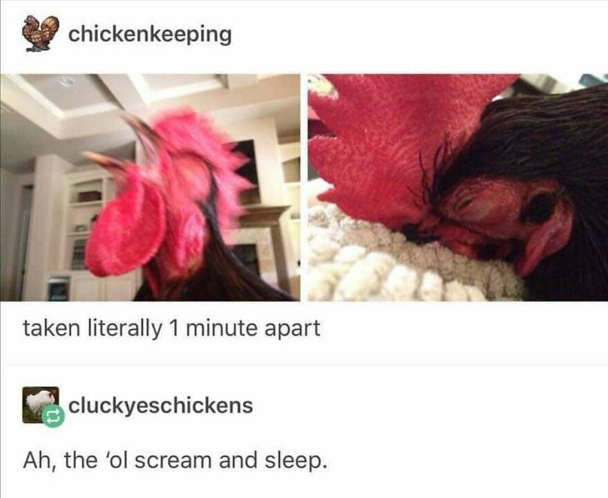 Funny bird memes: A rooster screaming intensely then sleeping peacefully, images taken one minute apart.