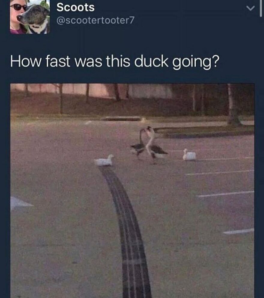 A funny bird meme of a goose creating a skid mark on asphalt, asking "How fast was this duck going?"