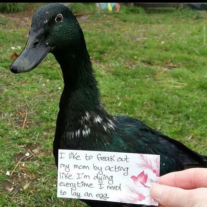 Black duck outdoors with a humorous pet shaming sign about its unusual behavior on grass.