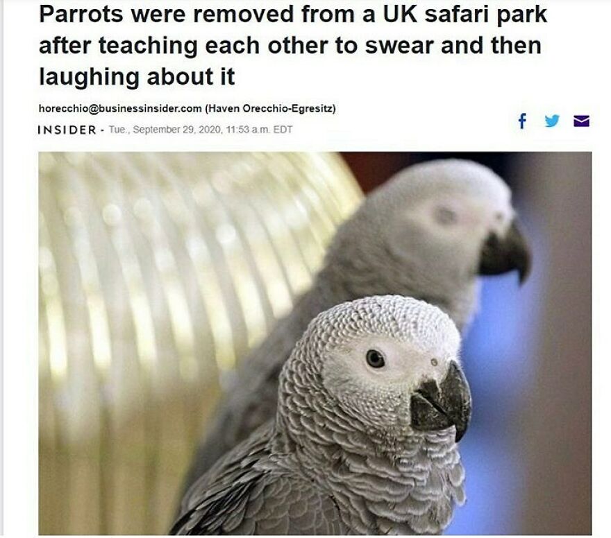 Two funny bird memes, Grey Parrots, removed from a UK park for swearing, looking mischievous. Wait, what bird is that?