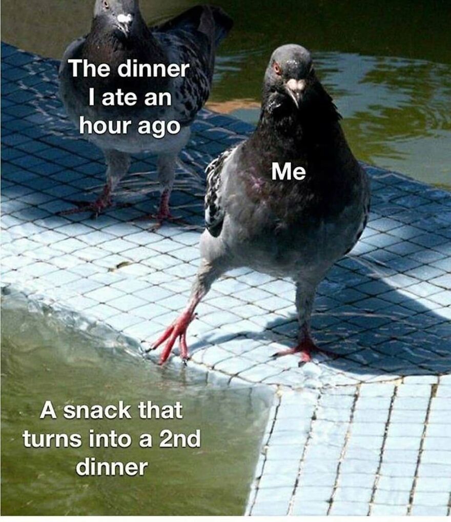 Funny bird memes featuring two pigeons, illustrating a snack turning into a second dinner. Pigeons near water.