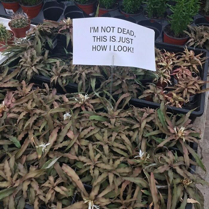 A cursed image of dull-looking plants with a sign saying, "I'm not d**d, this is just how I look!" that amuses.