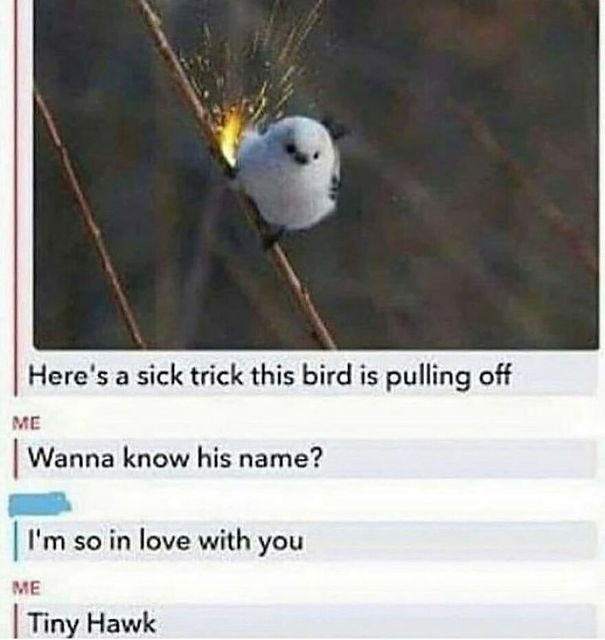 Funny bird memes show a cute, fluffy bird on a branch, sparking. The caption reveals its name: Tiny Hawk.