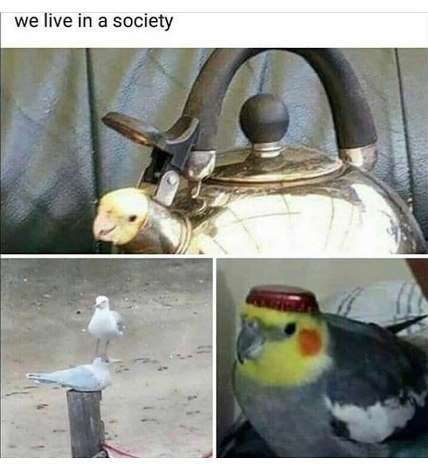 Funny bird memes compilation: a bird as a kettle spout, a bird standing on another bird, and a bird wearing a bottle cap.