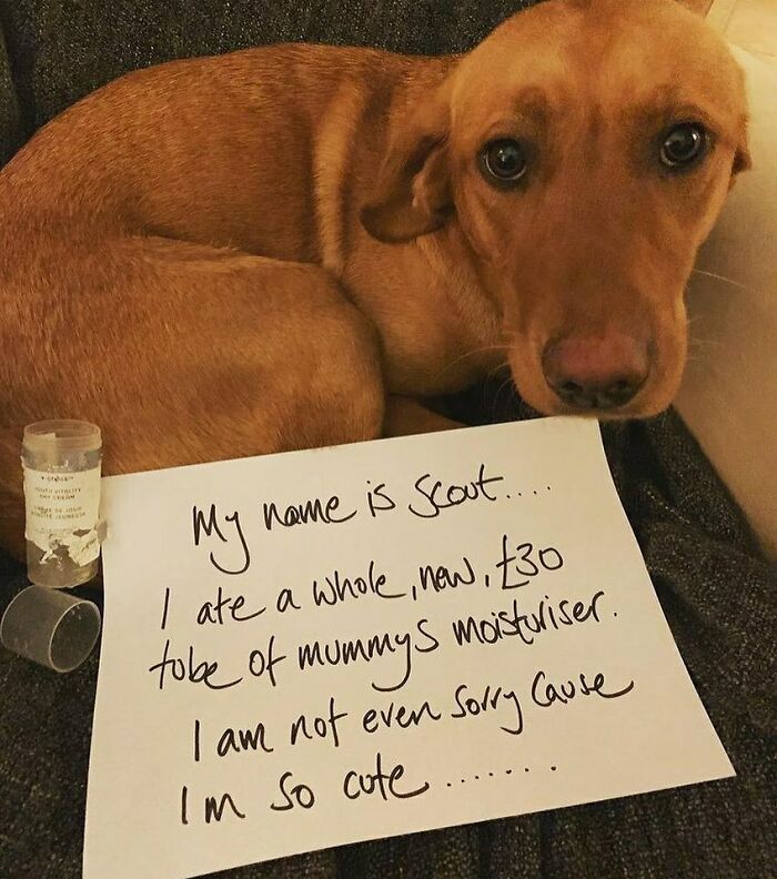 Dog shamed for eating an expensive tube of moisturizer, humorously showcasing pets hilariously horrible crimes and antics.