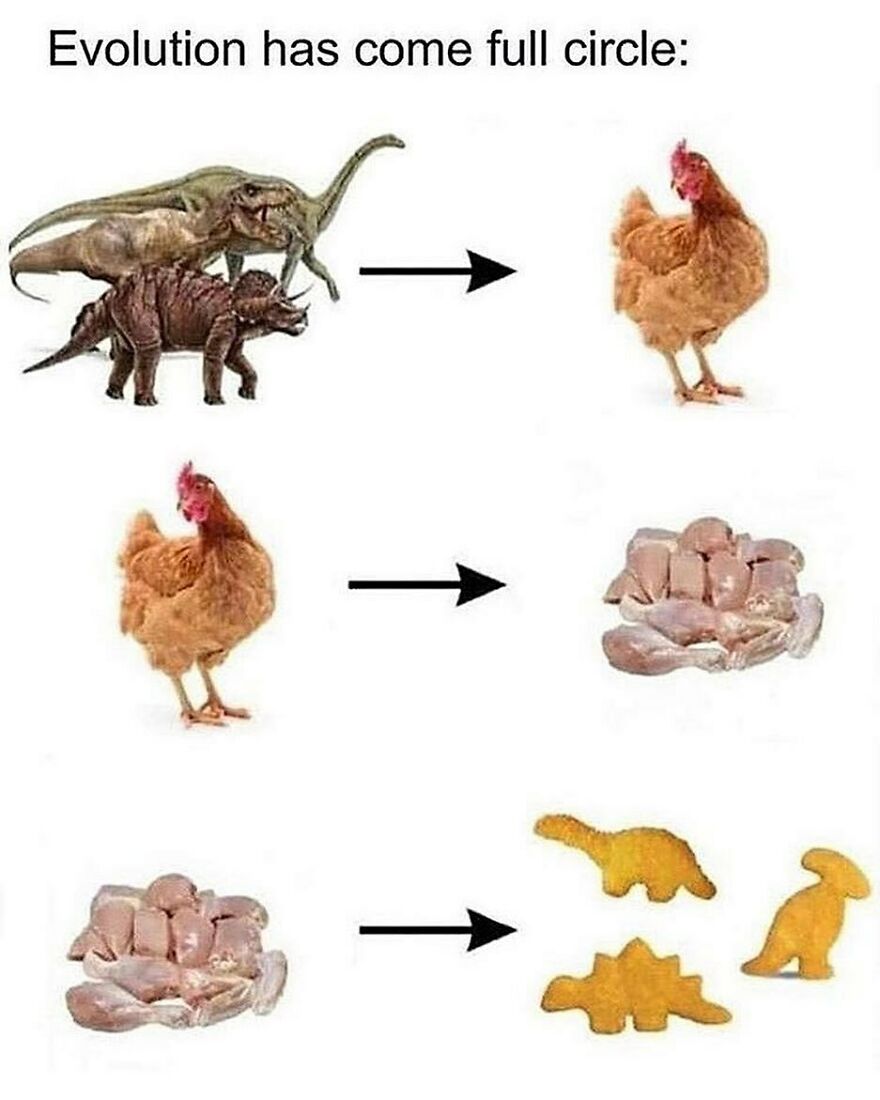 Evolution has come full circle with funny bird memes. Dinosaurs evolve to chickens, then chicken meat, then dinosaur-shaped nuggets.