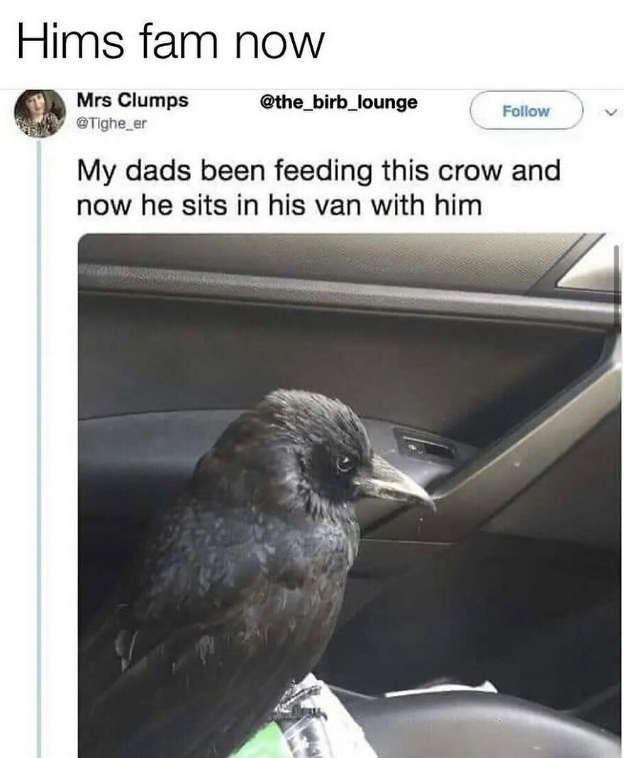 A black crow perched inside a car, a funny bird meme showing its new friendship. Wait, what bird is that?
