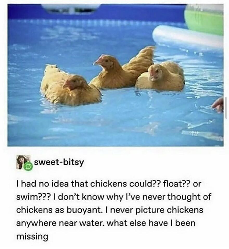 Funny bird memes show three chickens surprisingly floating in a blue swimming pool, sparking curiosity about what bird is that.