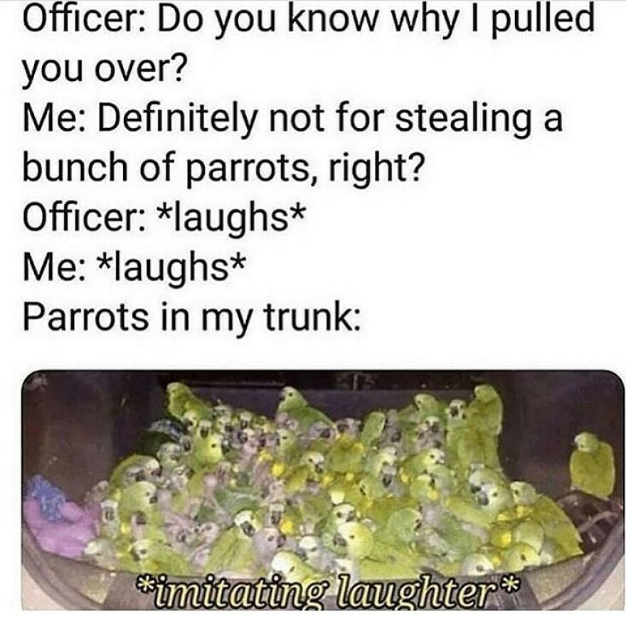 Funny bird memes about an officer stopping a driver. A trunk full of baby parrots is imitating laughter.