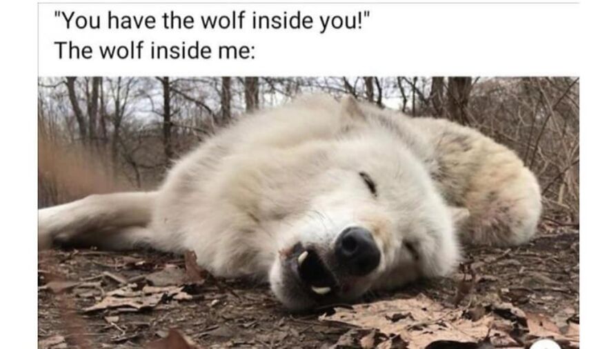Sleeping wolf meme illustrating humor in camping and hiking memes about nature and wildlife connection.