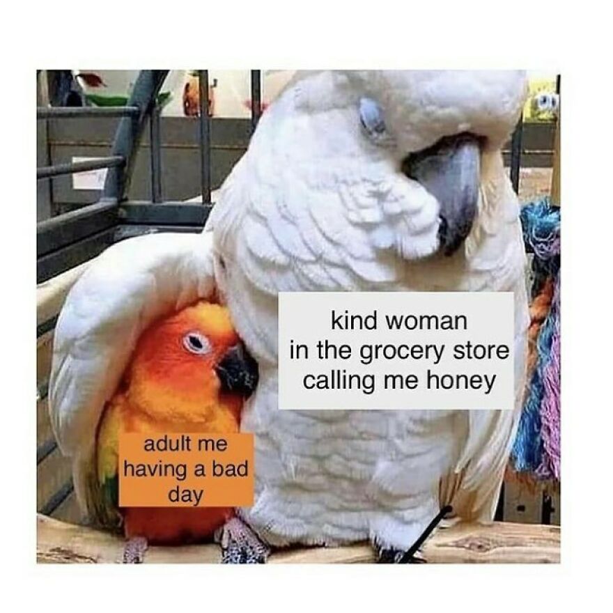 A large white cockatoo comforts a small orange bird, representing a kind woman and adult on a bad day. A funny bird meme.