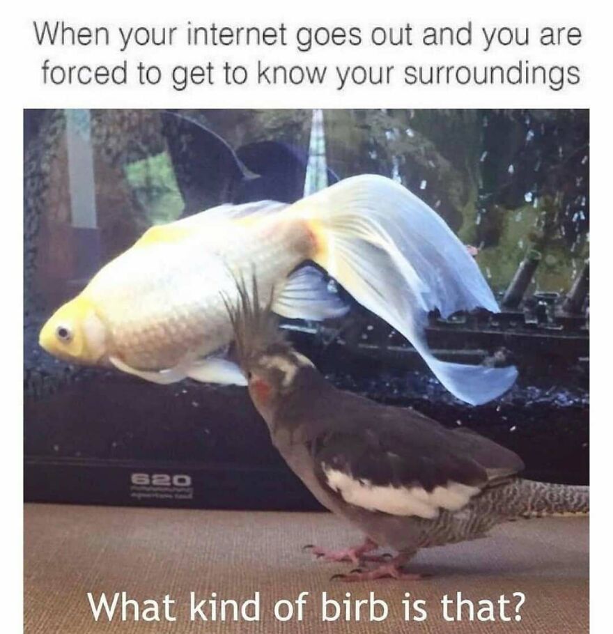 A cockatiel bird gazes at a goldfish in an aquarium with the caption "What kind of birb is that?". Funny bird memes.