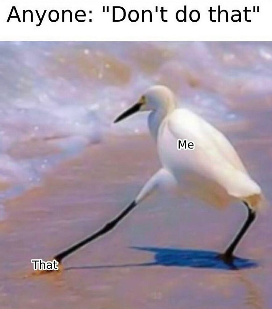 A funny bird meme of a white heron, labeled Me, taking a long step towards That, ignoring Everyone.