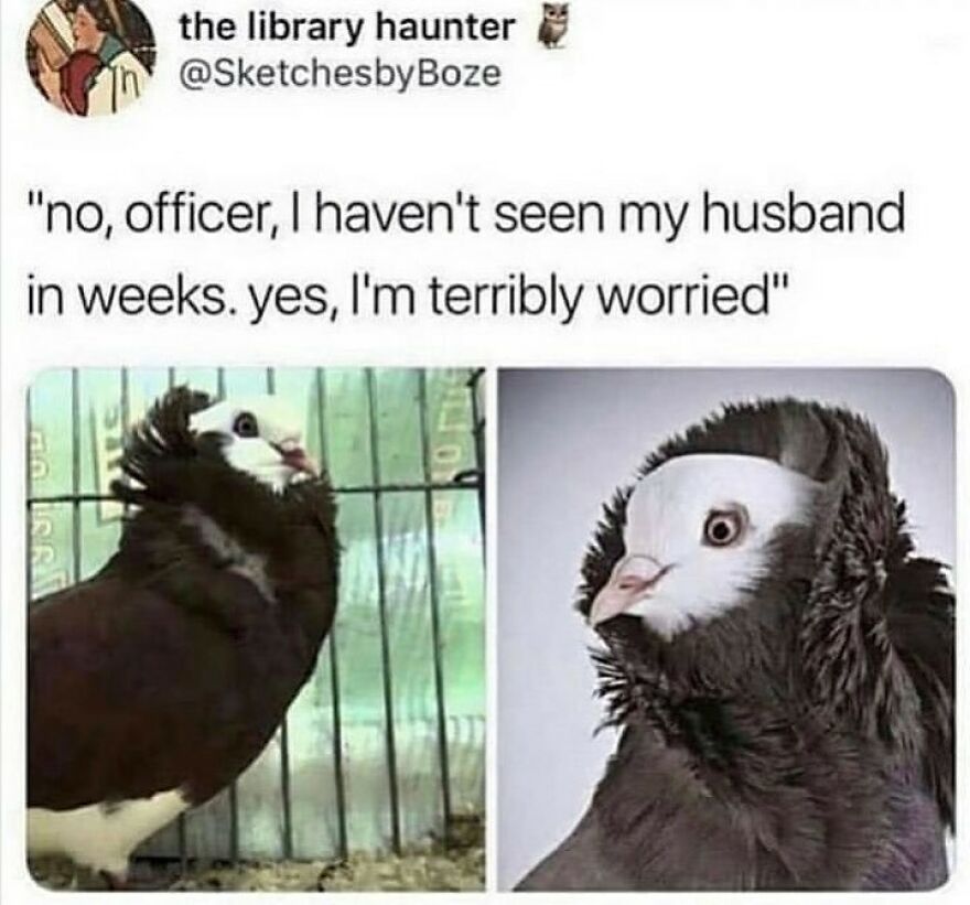 Two funny bird memes with a pigeon looking suspicious next to the text "no, officer, I haven't seen my husband in weeks".