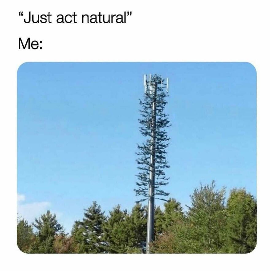 Cell tower disguised as a tree blending into natural surroundings, a humorous camping and hiking meme about nature.