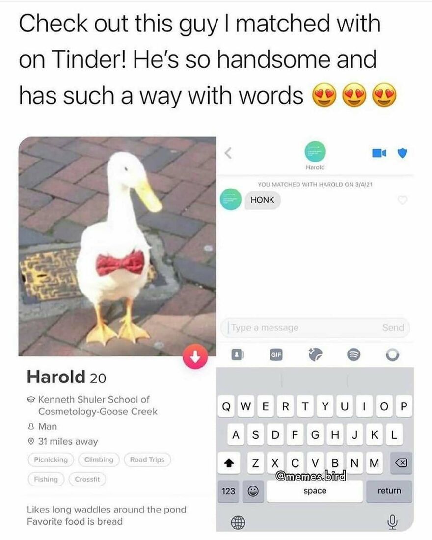 A funny bird meme of a Tinder profile showing a duck named Harold wearing a bow tie, making people laugh.
