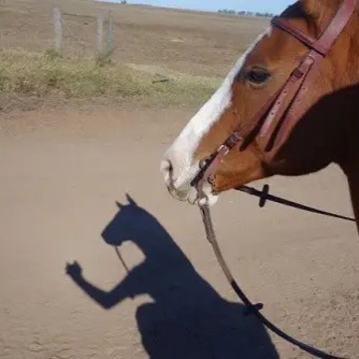A brown and white horse's head with a bridle. Its shadow on the dirt road resembles a person giving a thumbs-up. This cursed image is confusing and amusing.