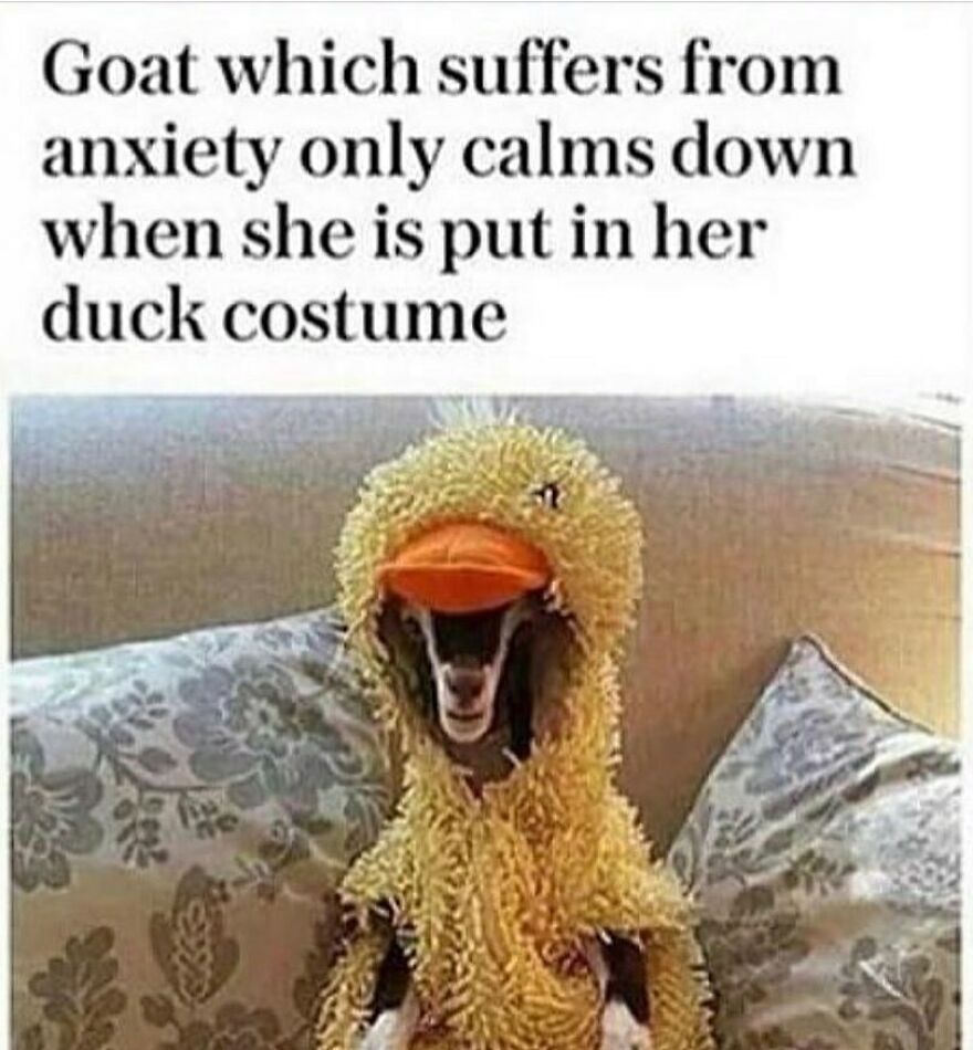 A goat dressed in a funny yellow duck costume, with text describing its calming effect. Funny bird memes.
