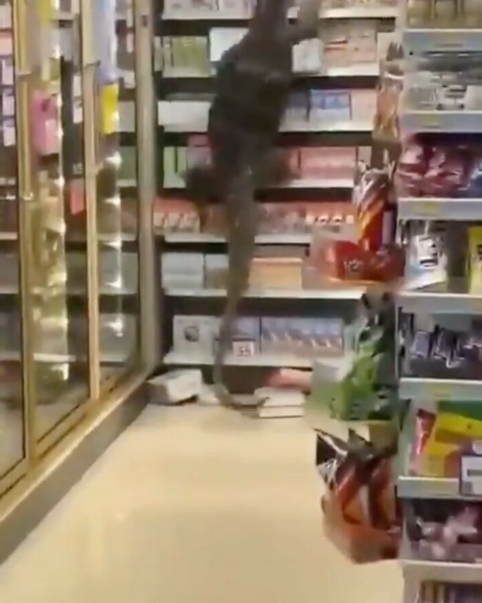 A giant lizard scaling shelves in a grocery store, a cursed image that is confusing and creeping.