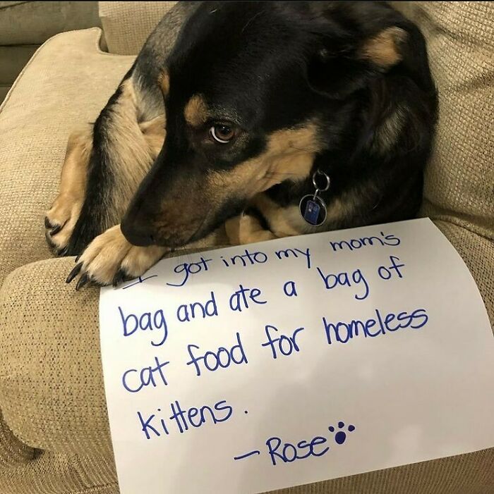 Dog caught with a sign admitting to eating a bag of cat food, one of the funniest pet shaming moments for horrible crimes.