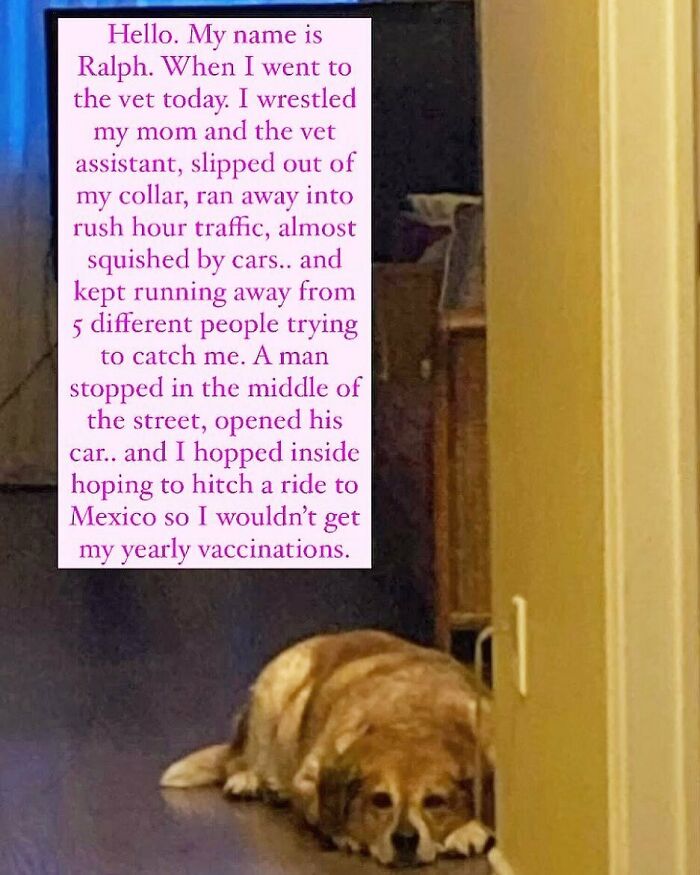 Brown dog lying on the floor next to a sign humorously describing its pet shaming for escaping the vet visit.