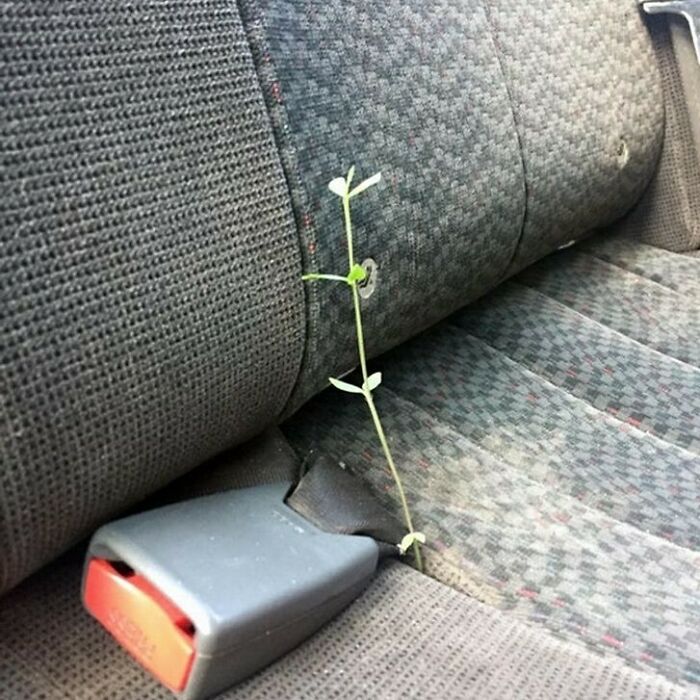 A tiny plant growing out of a dirty car seat next to a seatbelt, one of the cursed images.