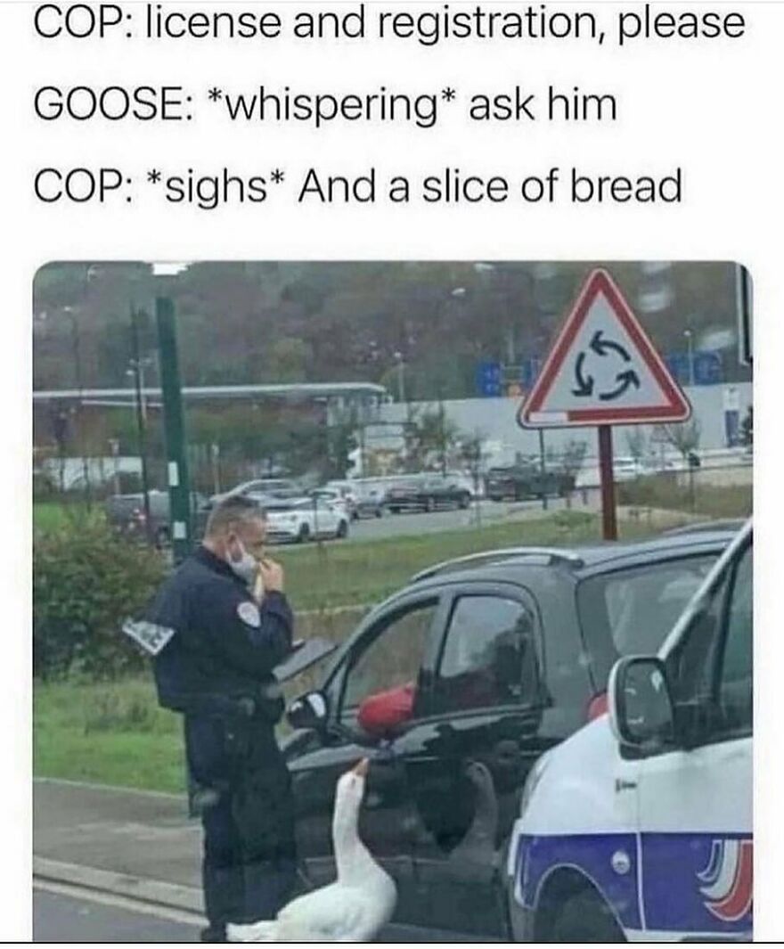 Funny bird memes: A goose at a traffic stop, asking a police officer for bread. A humorous animal encounter.