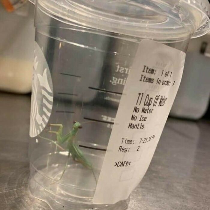 A cursed image of a praying mantis inside a Starbucks cup, with a receipt for a "Cup Of Water" that lists "Mantis" as an item.