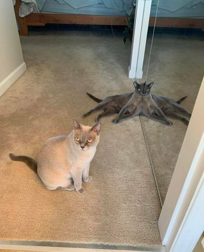 A cursed image of a cat sitting on a carpet, looking at its reflection, which creates a bizarre spider-like optical illusion.
