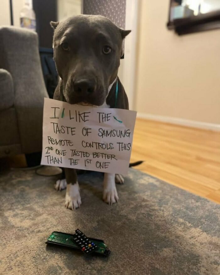 Dog sitting on carpet holding pet shame sign about eating Samsung remote controls, showcasing hilarious horrible crimes by pets.