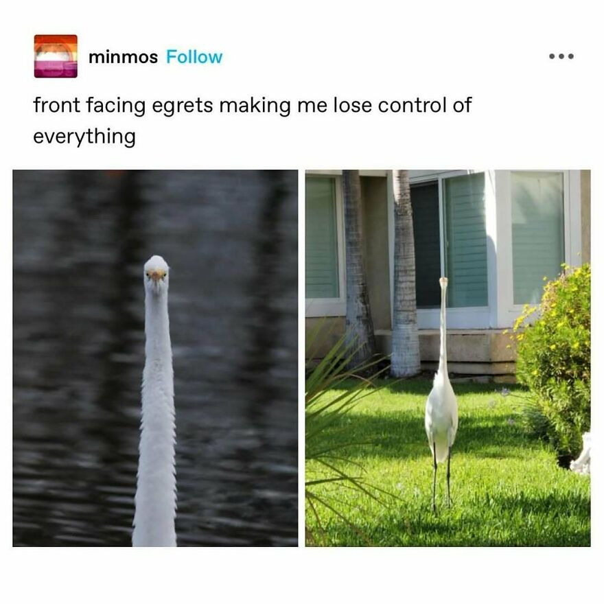 A hilarious bird meme featuring two egrets. One shows a close-up of its head, another a full body in grass, both front-facing. Funny bird memes.