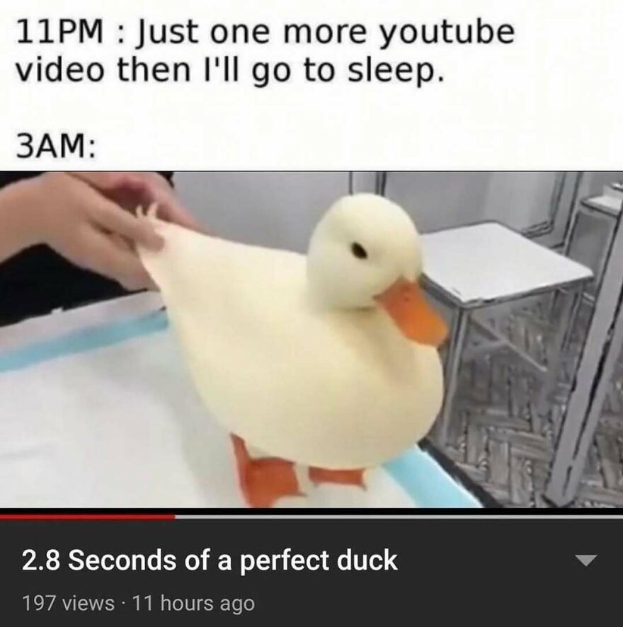 Funny bird memes: A person holding a rubber duck, illustrating a late-night YouTube binge. Wait, what bird is that?