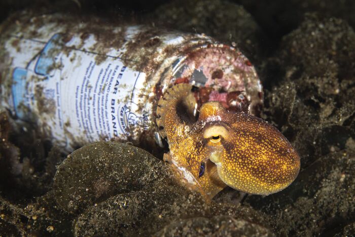 Environmental Impact, Finalist: Canned Home, By Fabi Fregonesi