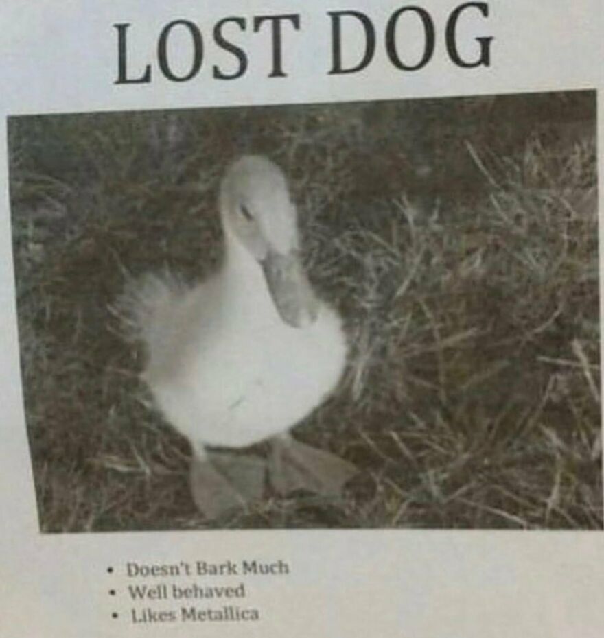 Funny bird meme: a Lost Dog poster features a duckling with a deadpan expression and humorous traits.