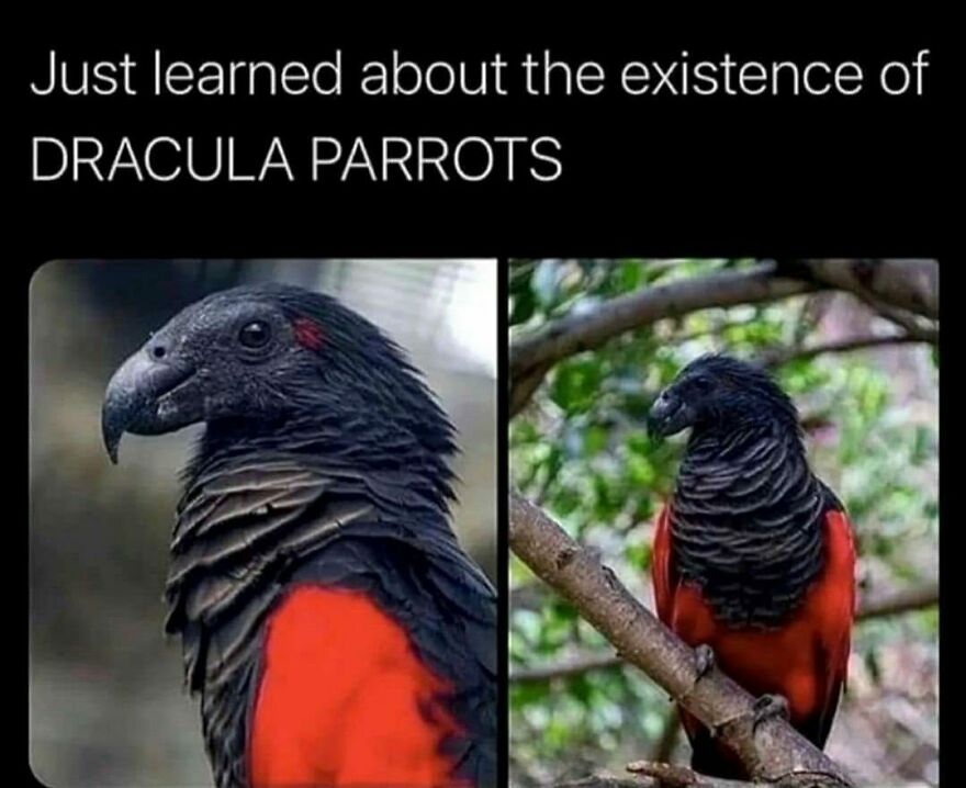 A Dracula parrot, a funny bird meme, featuring a close-up and full view of its black and red plumage.