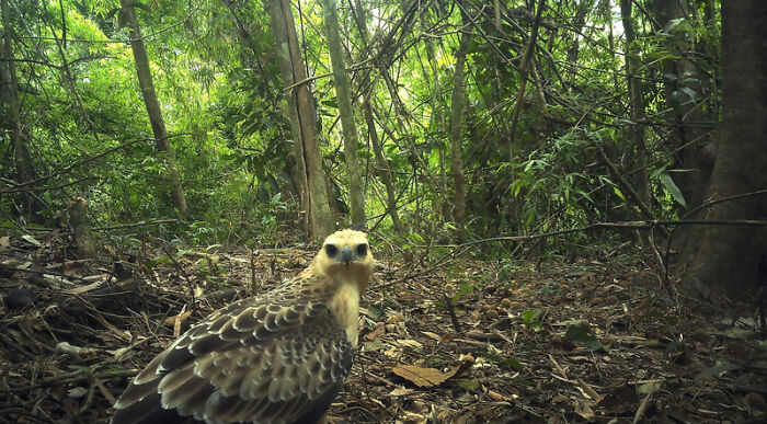 Changeable Hawk Eagle In Chu Mom Ray National Park