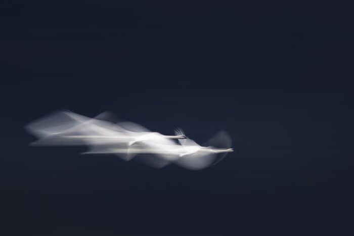 Birds, Finalist: Chase By Zhou Chen