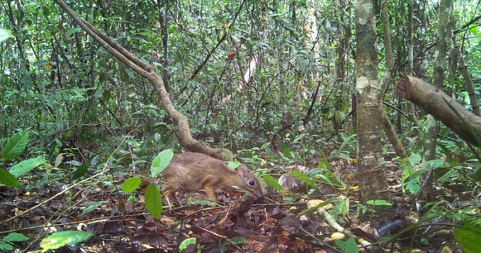 Chevrotain In Chu Mom Ray National Park