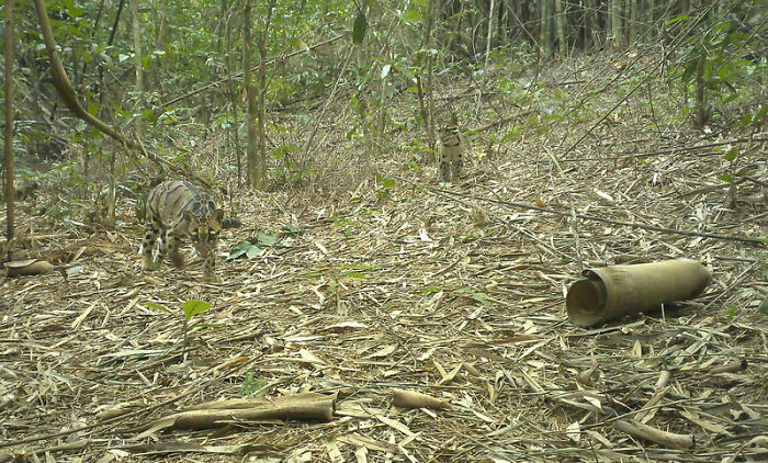 Clouded Leopard With Cub