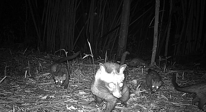 Common Palm Civets In Chu Mom Ray National Park