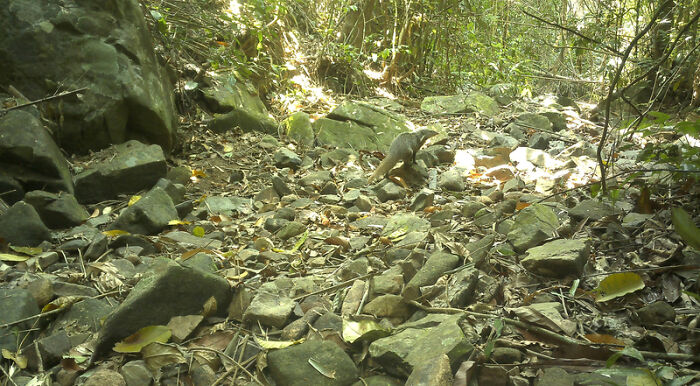 Crab-Eating Mongoose (Urva Urva), Nam Khong National Park, Laos