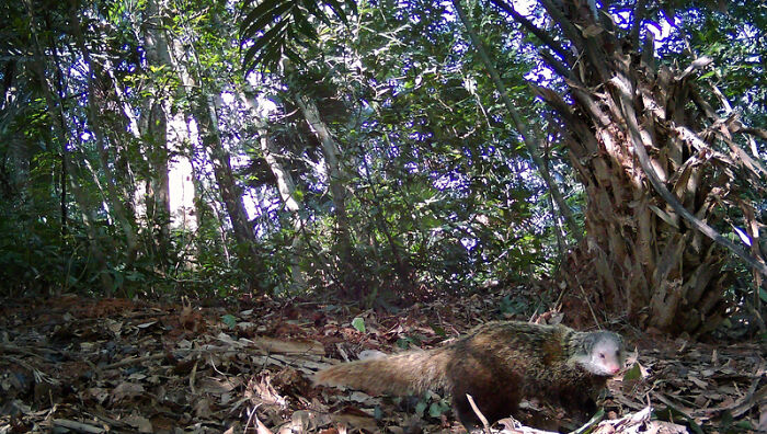 Crab-Eating Mongoose In Pu Mat National Park, Vietnam