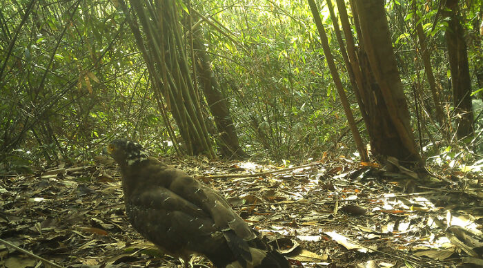 Crested Serpent-Eagle In Chu Mom Ray National Park